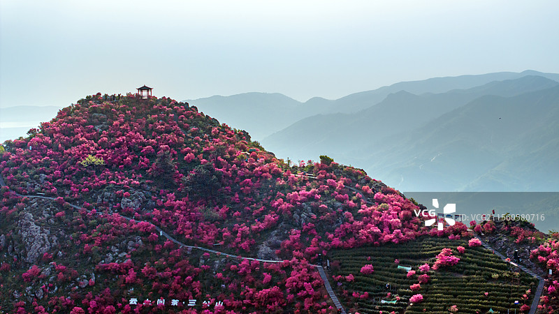 安徽省芜湖市无为县三公山杜鹃花盛开图片素材