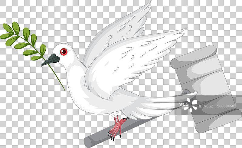 白鸽衔着橄榄枝象征着图片素材