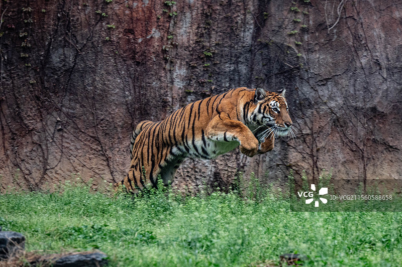 金虎 杭州野生动物世界图片素材