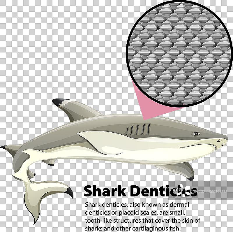 展示鲨鱼及其放大后的皮肤齿鳞图片素材
