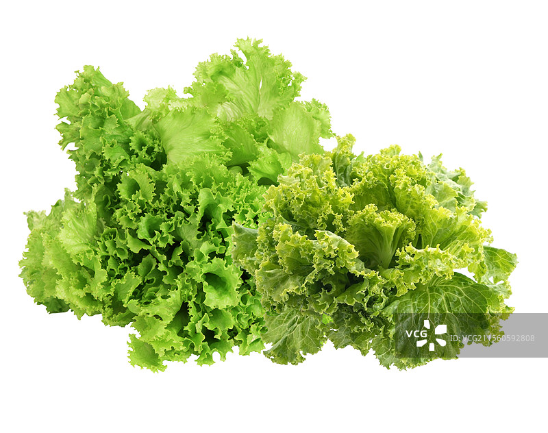 绿色生菜无背景独立摄影实拍图片素材