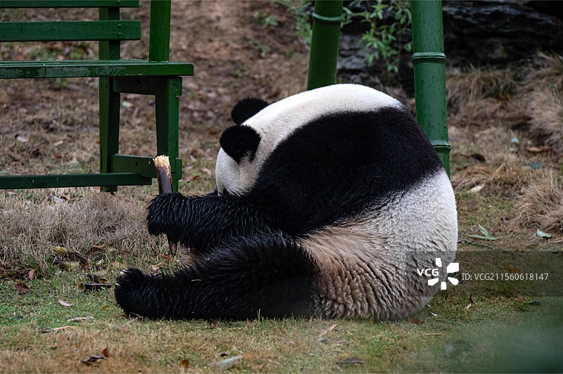 大熊猫 杭州野生动物世界图片素材