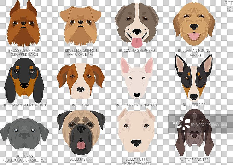 按字母顺序排列的所有犬种的颜色图片素材