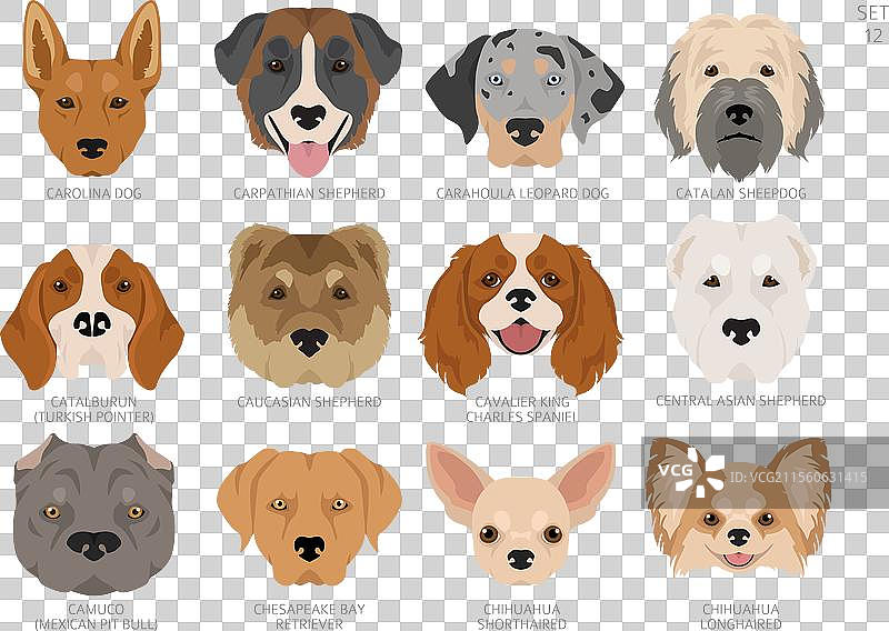按字母顺序排列的所有犬种颜色的狗头图片素材