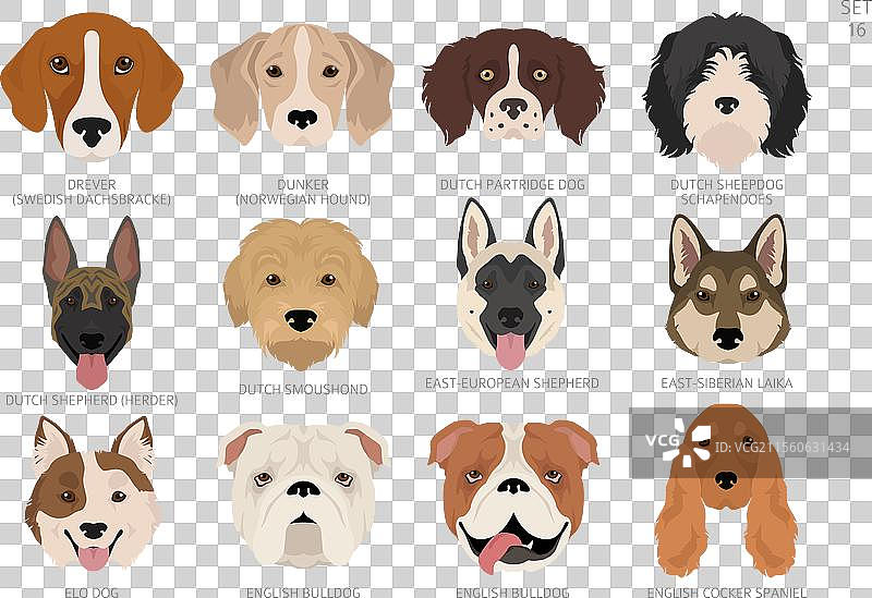 按字母顺序排列的所有犬种颜色的狗头图片素材
