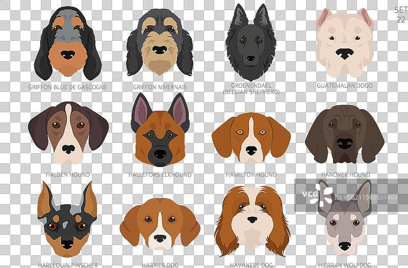 按字母顺序排列的所有犬种颜色的狗头图片素材