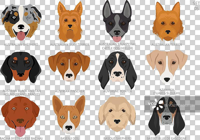 按字母顺序排列的所有犬种的颜色图片素材
