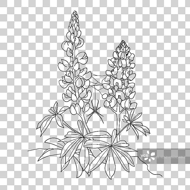 带有植物素描的蜘蛛图片素材