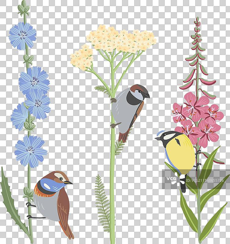 绘制蓍草花图片素材