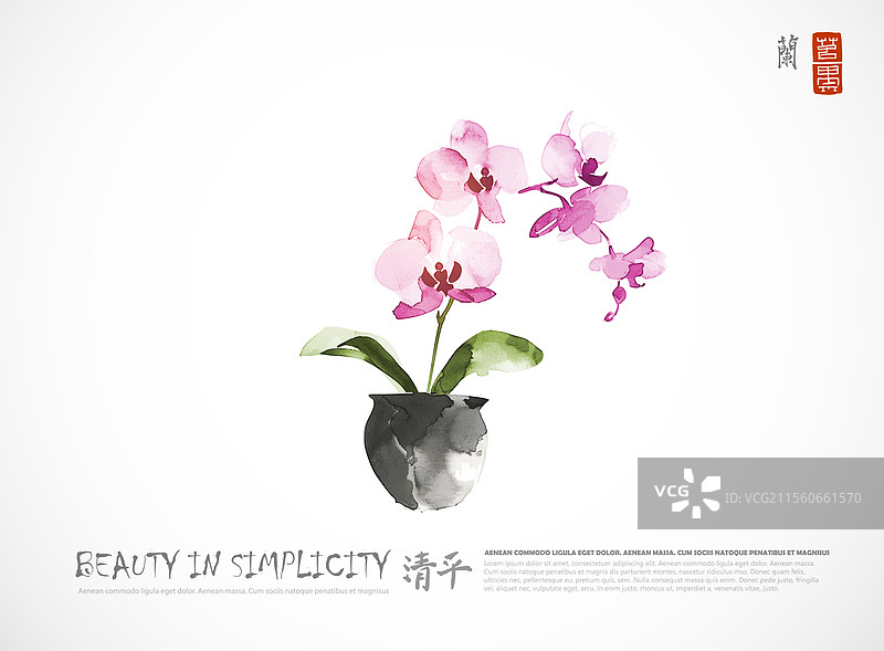 白色背景上的蝴蝶兰水墨画图片素材