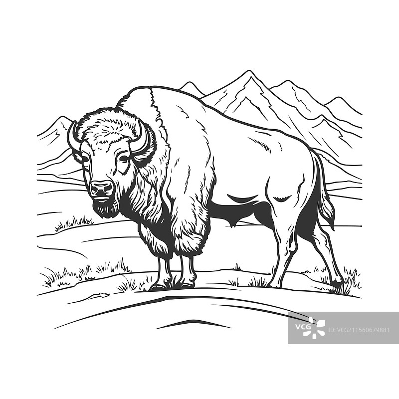 野牛剪贴画设计图片素材