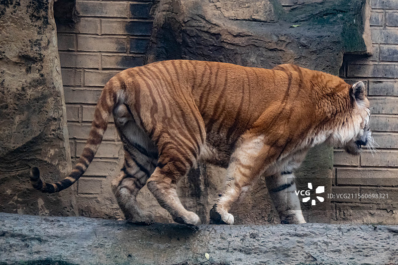 金虎 杭州野生动物世界图片素材