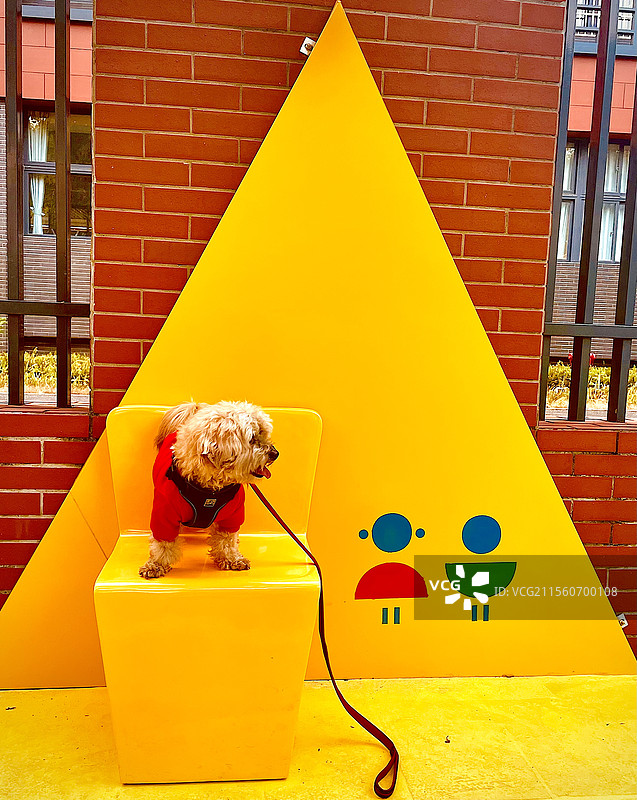 站在儿童凳子上的宠物狗图片素材