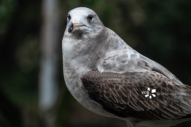 银鸥 杭州野生动物世界图片素材
