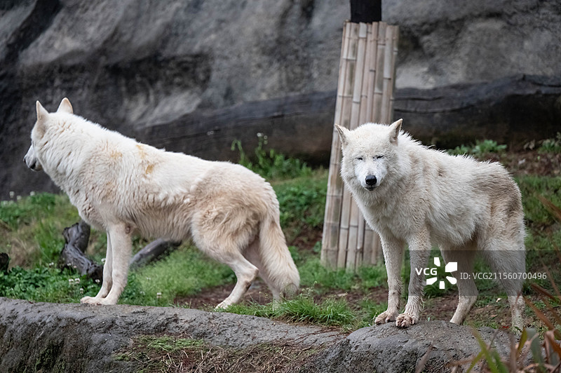 北极狐 杭州野生动物世界图片素材