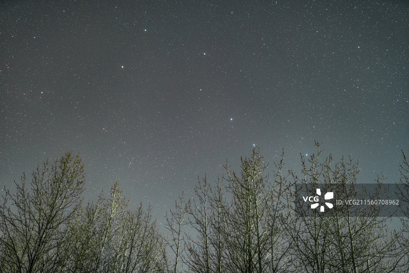 树梢上的北斗七星图片素材