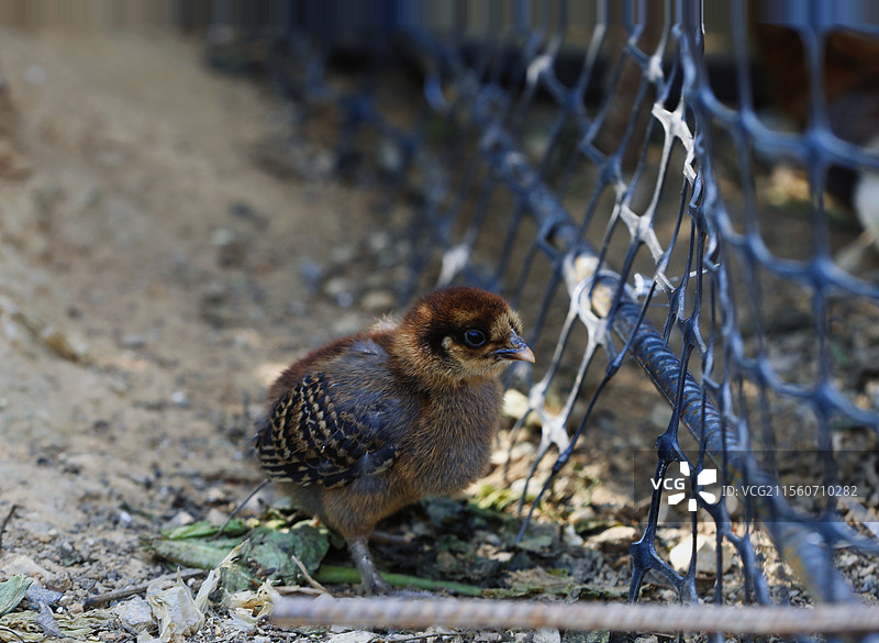 小鸡特写镜头图片素材