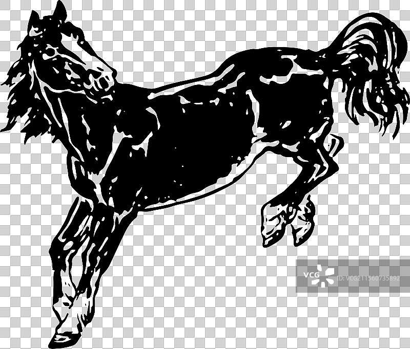 马 马年图片素材