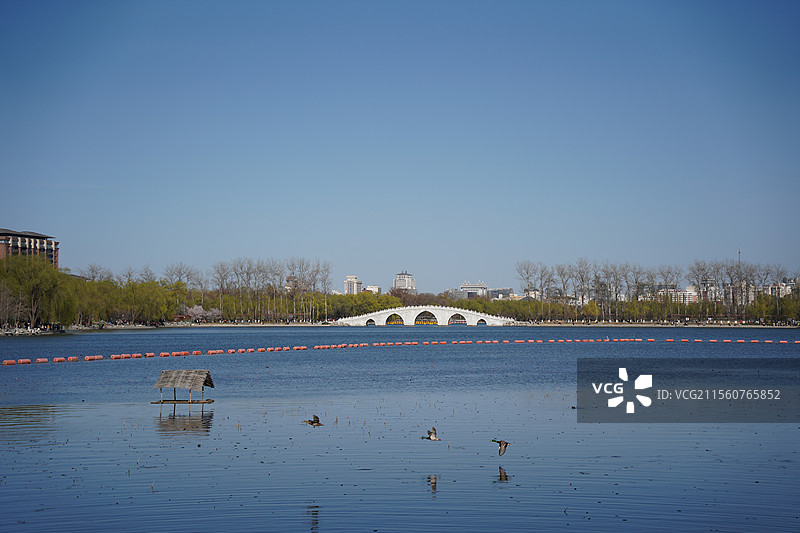 玉渊潭公园中堤桥远景，伴有三只野鸭从湖面飞过图片素材