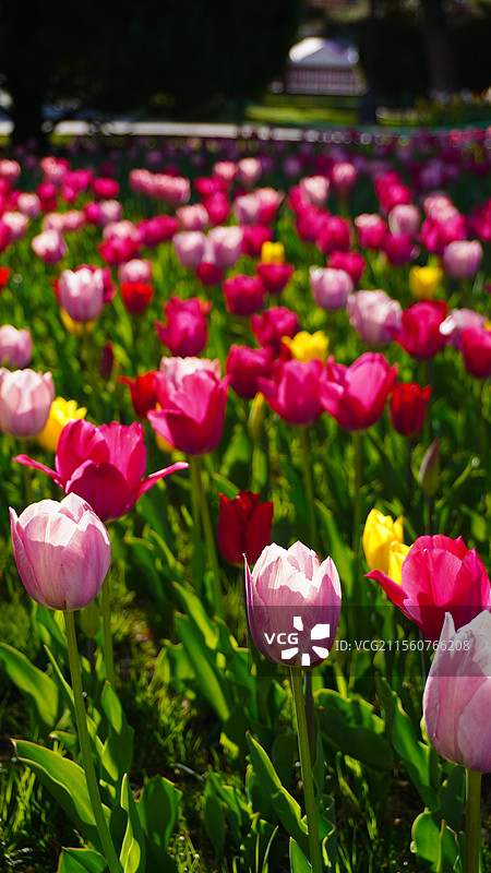 北京市中山公园粉红色玫红色郁金香图片素材
