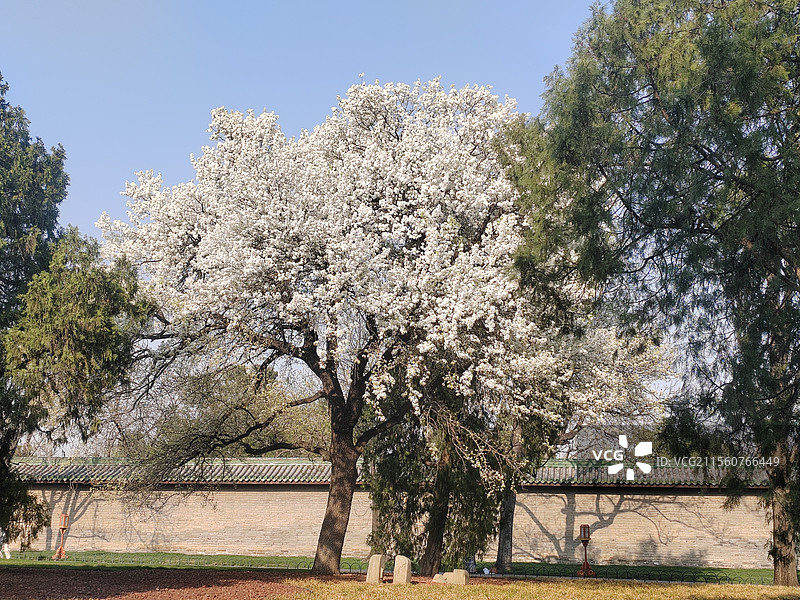 天坛大杜梨图片素材
