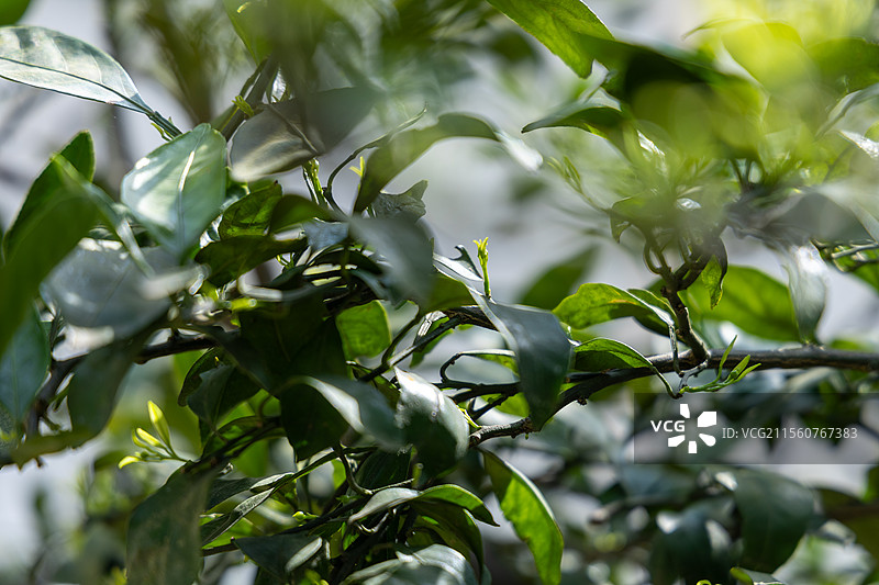 橘子树花苞图片素材