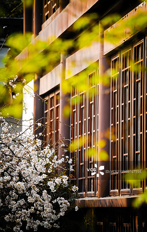 武汉堤角公园樱花开放图片素材