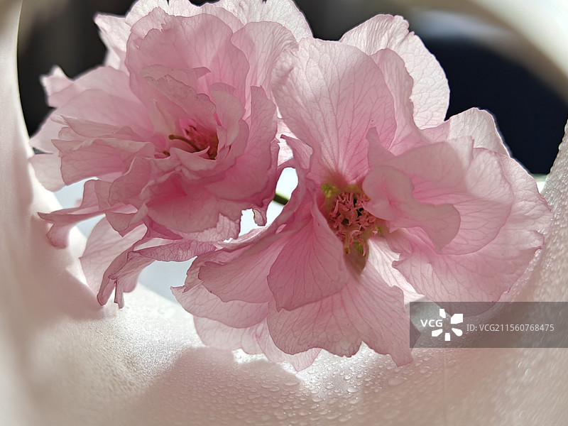 粉黛凝烟图片素材