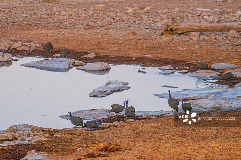 非洲纳米比亚埃托沙国家公园珍珠鸡图片素材