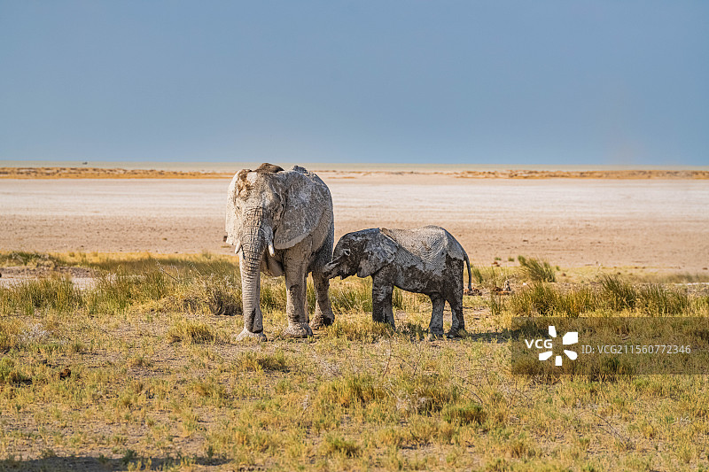 纳米比亚埃托沙自然保护区大象图片素材