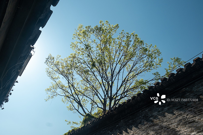 春天烟花三月，扬州汪氏小苑徽派建筑与春树的意境图片素材