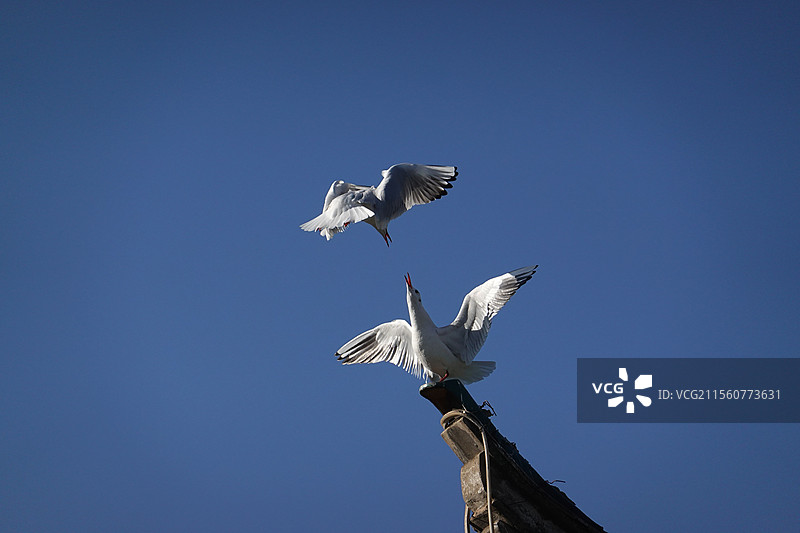 云南昆明大观公园冬日风光图片素材