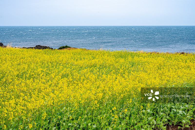 油菜花开与蓝色海岸 涉地可支 섭지코지 苦尽柑来遇见你取景地 涉地岬 韩国济州岛旅行图片素材