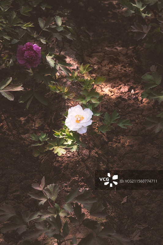 牡丹的开放，原不过是一场声势浩大的凋零图片素材