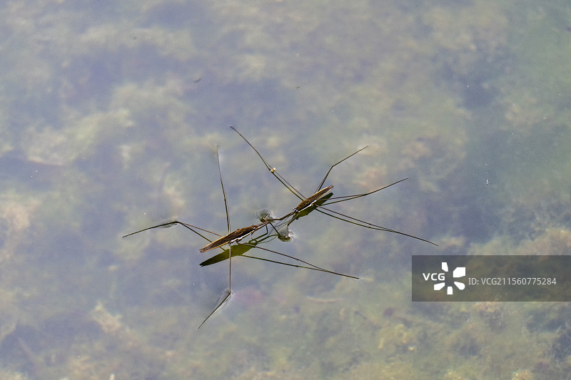 水马 水蜘蛛图片素材