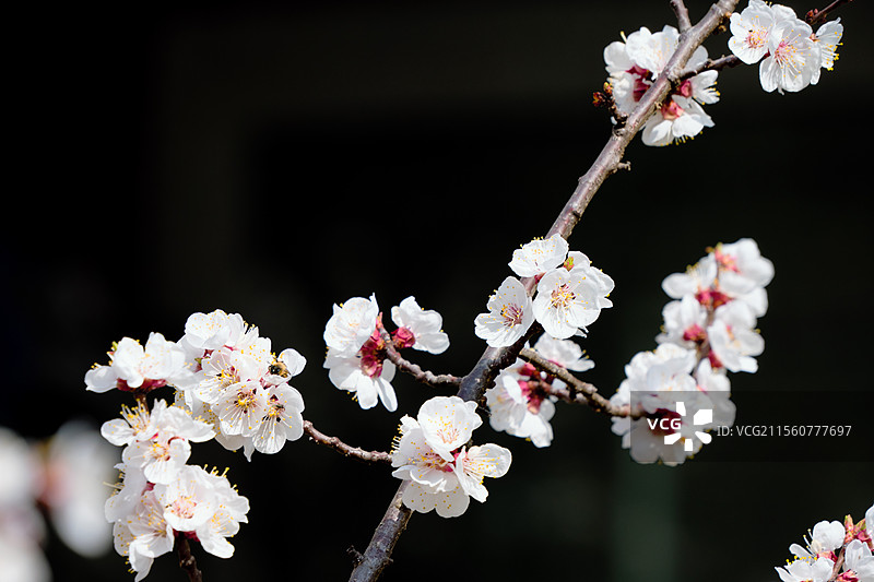 春日枝头杏花特写图片素材