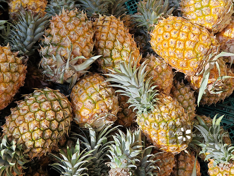 菠萝大量上市图片素材