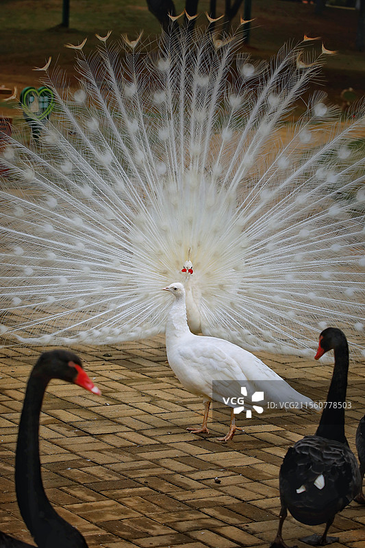 孔雀开屏  摄于江西鄱阳湖国家湿地公园图片素材