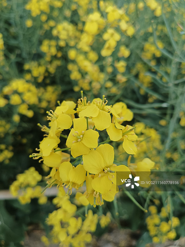 油菜花图片素材