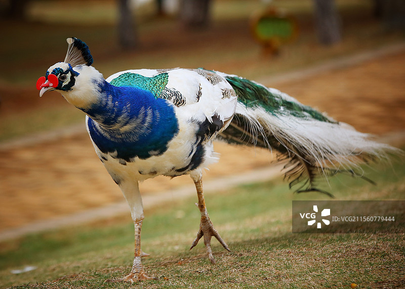孔雀  摄于江西鄱阳湖国家湿地公园图片素材