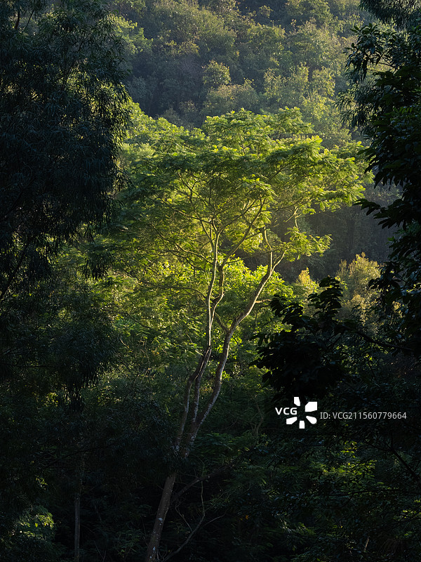 向阳而生，逆风而行-深圳凤凰山景图片素材