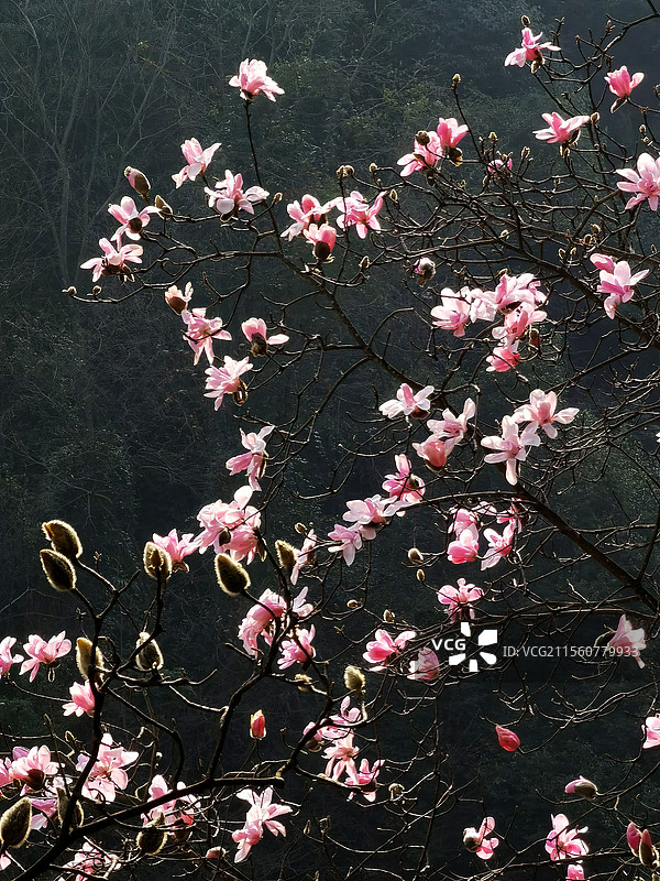 绵阳九皇山的的辛夷花图片素材
