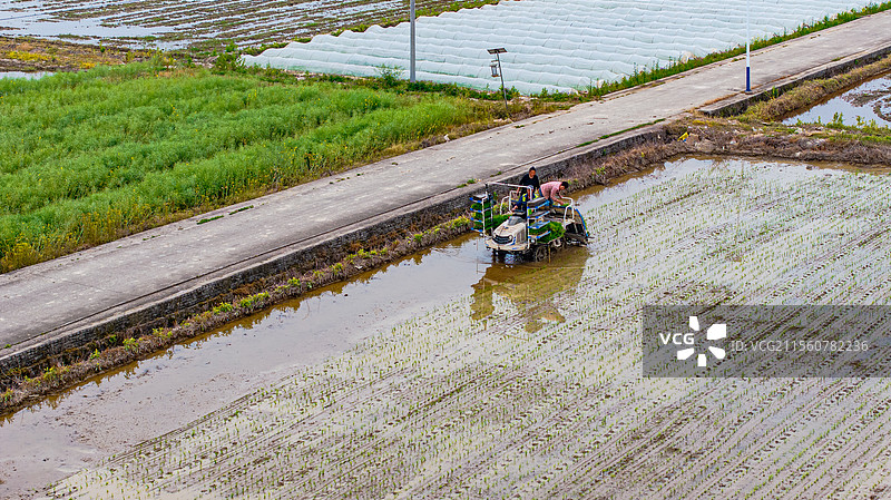 江西峡江：农耕好时节 民兵抛秧忙图片素材