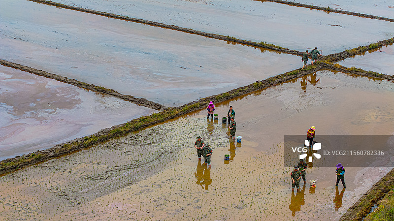 江西峡江：农耕好时节 民兵抛秧忙图片素材