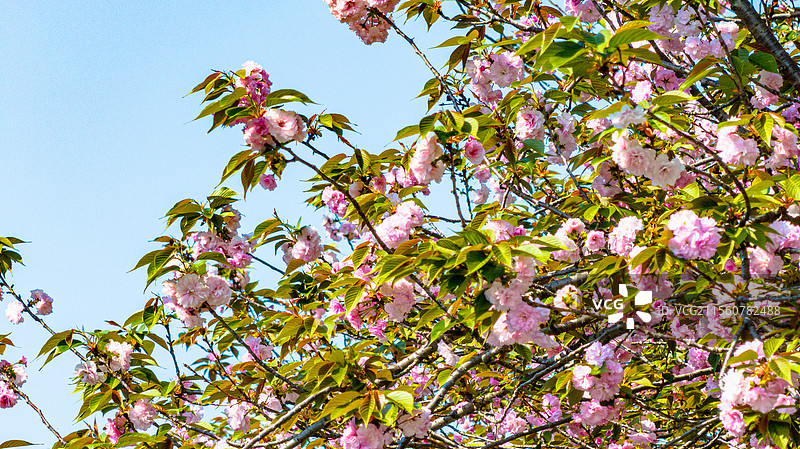 江西峡江：农耕好时节 民兵抛秧忙图片素材