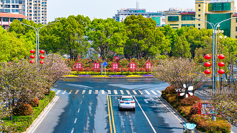 江西峡江：农耕好时节 民兵抛秧忙图片素材