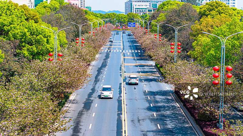 江西峡江：农耕好时节 民兵抛秧忙图片素材