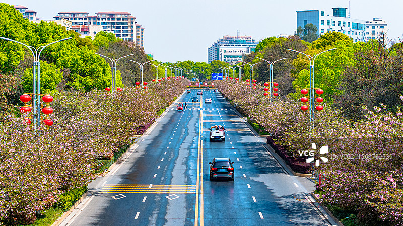 江西峡江：农耕好时节 民兵抛秧忙图片素材