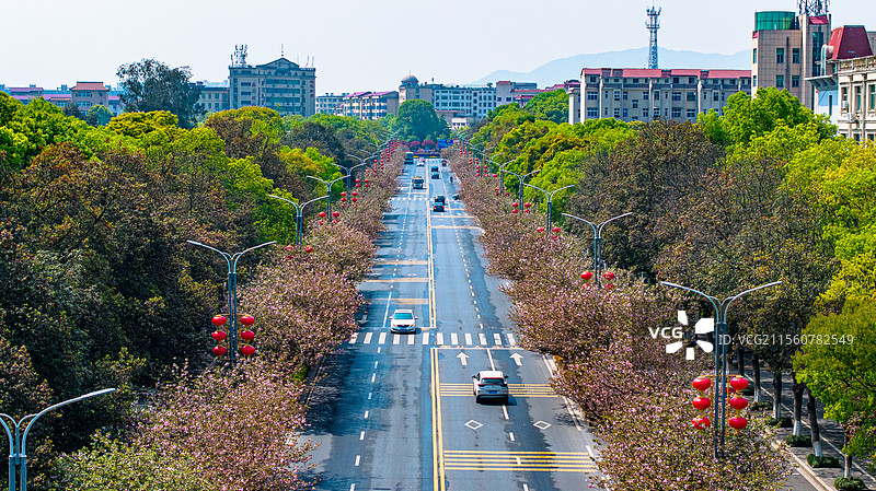 江西峡江：农耕好时节 民兵抛秧忙图片素材