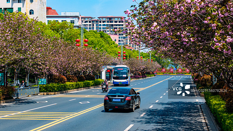 江西峡江：农耕好时节 民兵抛秧忙图片素材